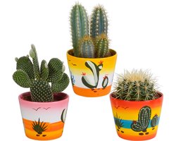 Cactus mix in Mexicaanse pot | 3 stuks | Ø 12 cm |  17-23 cm
