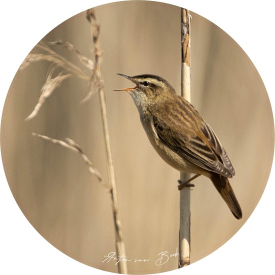 Sticker Muursticker Rousserolle Ø 80 cm