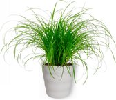 WL Plants - Cyperus Zumula - Kattengras - Diervriendelijke Planten - Kamerplanten - ± 25cm hoog - 12cm diameter - In Witte Pot