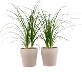 Mama's Planten - Beaucarnea Recurvata Nolina (3 Per Pot) - Vers Van De Kweker - ↨ 35cm - ⌀ 12cm