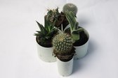 Bloempot op standaard - Michael meubels - bloempotten voor binnen - voor Kamerplanten liefhebbers - Modern Design Bloempot decoratie woonkamer - Mini Cactus Plant Pot Houder  - MB2OS2OS1