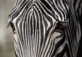 Dibond - Dieren - Wildlife / Zebra in wit / zwart - 50 x 75 cm.