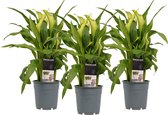 Plantjescoren.nl Decorum Zantedeschia Wit (3 stuks) ↕ 40 cm Pot Ø 12 cm