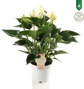 Plantjescoren.nl Anthurium White Champion ↕ 40 cm Pot Ø 12 cm