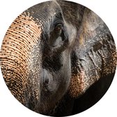 Aziatische olifant op zwarte achtergrond - Foto op Behangcirkel - ⌀ 40 cm