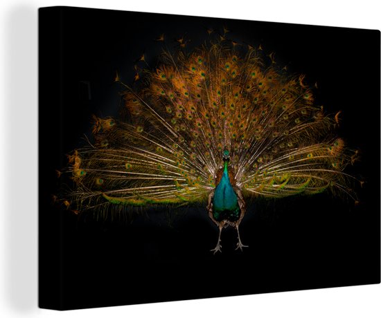 Paon bleu dans la toile noire 30x20 cm - petit - Tirage photo sur toile (Décoration murale salon / chambre)