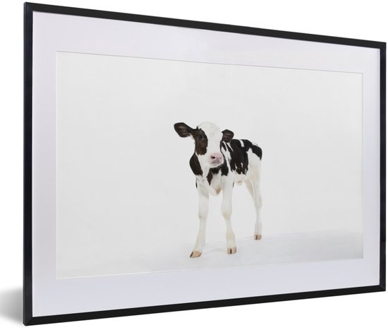 Photo encadrée - Veau vache frison sur fond blanc Cadre photo noir avec passe-partout blanc 60x40 cm - Affiche encadrée (Décoration murale salon / chambre)