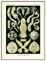 Diplozoon - Platodes (Kunstformen der Natur), Ernst Haeckel - Foto op Akoestisch paneel - 150 x 200 cm