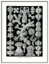 Gorgonia - Gorgonida (Kunstformen der Natur), Ernst Haeckel - Foto op Akoestisch paneel - 150 x 200 cm