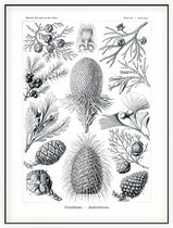 Araucaria - Coniferae (Kunstformen der Natur), Ernst Haeckel - Foto op Akoestisch paneel - 150 x 200 cm