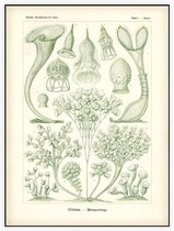 Stentor - Ciliata (Kunstformen der Natur), Ernst Haeckel - Foto op Akoestisch paneel - 150 x 200 cm