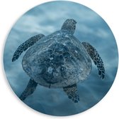 Forex Wandcirkel - Schildpad in het Water - 80x80cm Foto op Wandcirkel (met ophangsysteem)