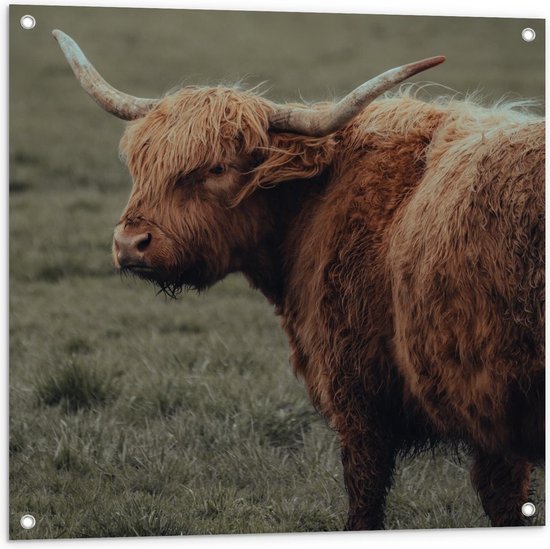 Tuinposter – Buffel in Weide - 80x80cm Foto op Tuinposter  (wanddecoratie voor buiten en binnen)