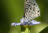 Tuinposter - Dieren - Wildlife / Vlinder / nachtvlinder in wit / beige / groen / zwart  - 120 x 180 cm.