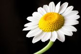 Tuinposter - Bloem - Margriet wit / geel / zwart  -  60 x 90 cm