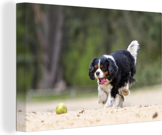 Un Cavalier King Charles Spaniel jouant avec une balle de tennis Toile 120x80 cm - Tirage photo sur Toile peinture (Décoration murale salon / chambre) / Animaux domestiques Peintures sur toile
