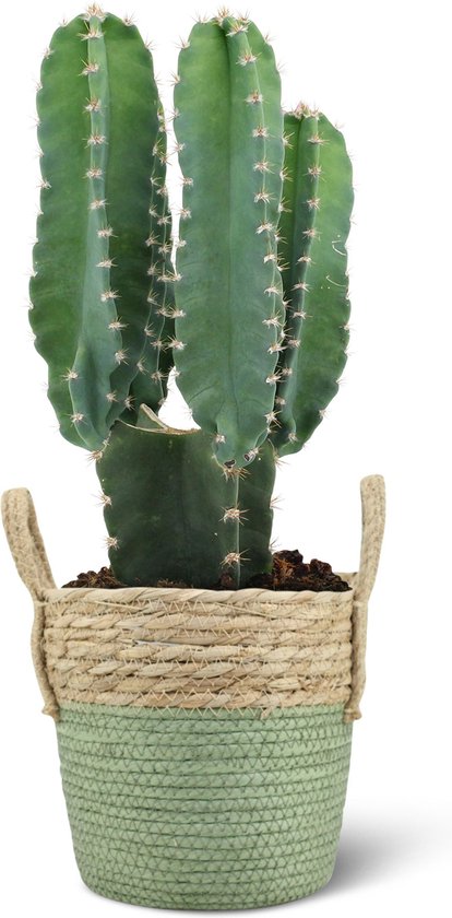 variabel forum nogmaals We Love Plants - Cereus Florida Vertakt + Mand Bram - 50 cm hoog - Cactus |  bol.com