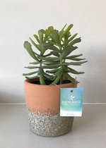 Vetplant kunst 20cm groot incl pot