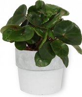 Kamerplant Begonia Red Ruby – Begonia Conchifolia - 20cm hoog – 12cm diameter  - in betonnen witte pot