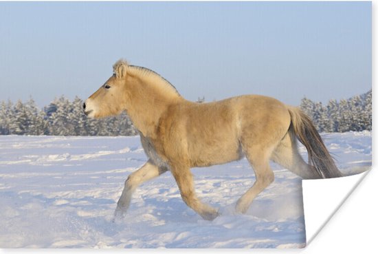 Dravend fjord paard in de sneeuw 60x40 cm - Foto print op Poster (wanddecoratie woonkamer / slaapkamer)