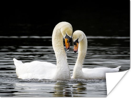 Câlin deux cygnes 80x60 cm