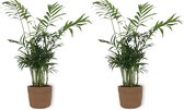 2x Kamerplant Chamaedorea – Mexicaanse Dwergpalm - ± 30cm hoog – 12 cm diameter - in bruine sierzak