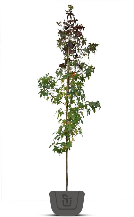 Amberboom | Liquidambar styraciflua Worplesdon | Stamomtrek: 6-8 cm