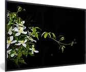 Photo encadrée - Une branche rampante de clématite blanche sur fond noir Cadre photo noir 60x40 cm - Affiche encadrée (Décoration murale salon / chambre)