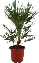 ZynesFlora – Chamaerops Humilis - Kamerplant - Ø 21 cm - ↕ Hoogte: 60-70 cm – Europese Dwergpalm – Europese Waaierpalm - Buitenplant - Tuinplant - Winterhard