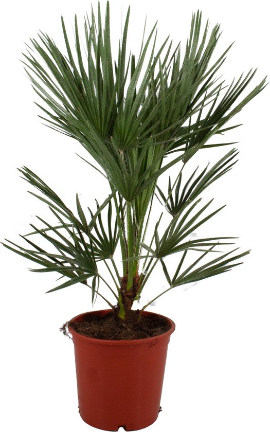 Chamaerops Humilis - Europese dwergpalm kopen
