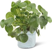 We Love Plants - Pilea Peperomiodes + Plantbag Old Blue - 30 cm hoog - Pannenkoek Plant