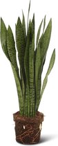 We Love Plants - Sansevieria Black Coral - 70 cm hoog - Vrouwentong