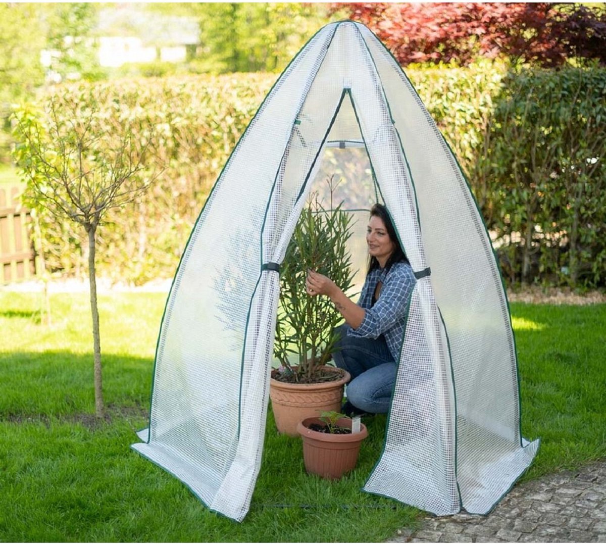 Westmann Olive plant overwintering tent - 160 x 160 cm