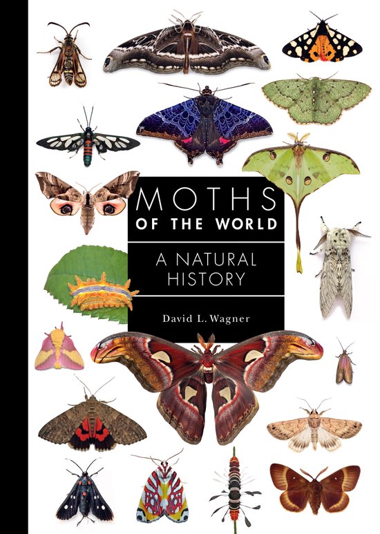 Boek met de titel 'Moths of the World: A Natural History' met een collage van verschillende soorten motten op een witte achtergrond.