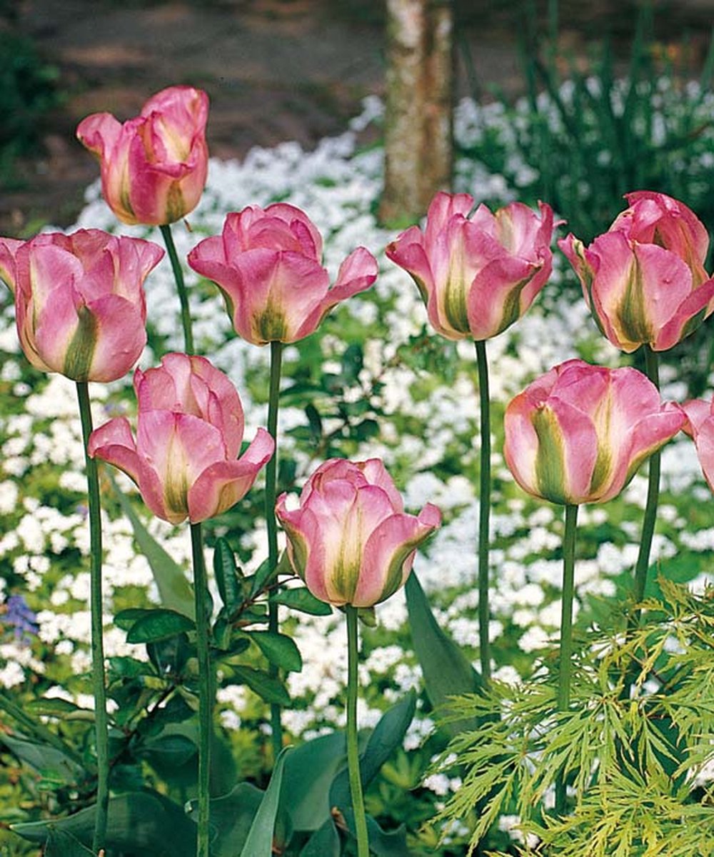Tulp Groenland | 10 stuks | Tulpenbollen