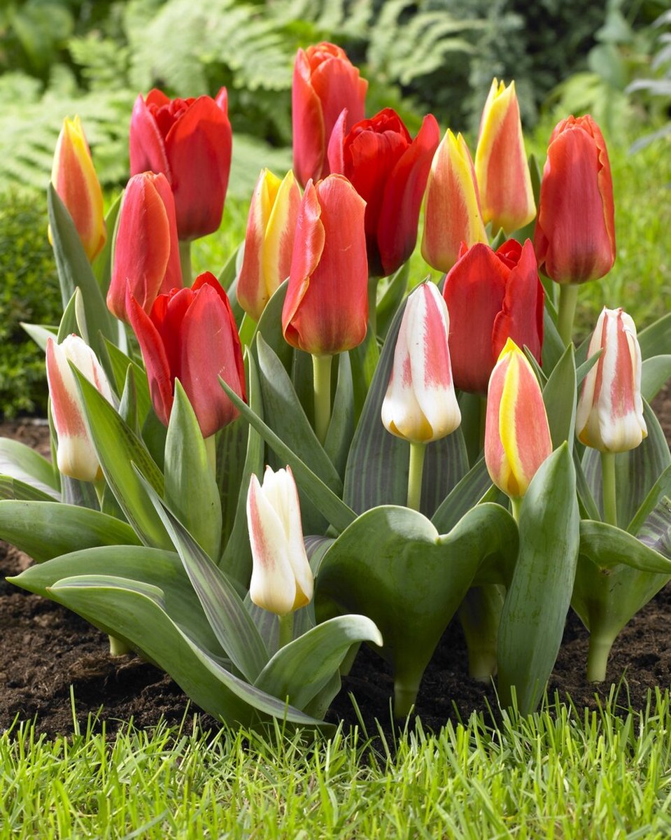 Tulp Kaufmanniana Mix | 10 stuks | Tulpenbollen