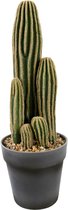 Tropische neppe planten: zo koop je er eentje van kwaliteit 15 Overzicht van elke nep cactus op Bol.com