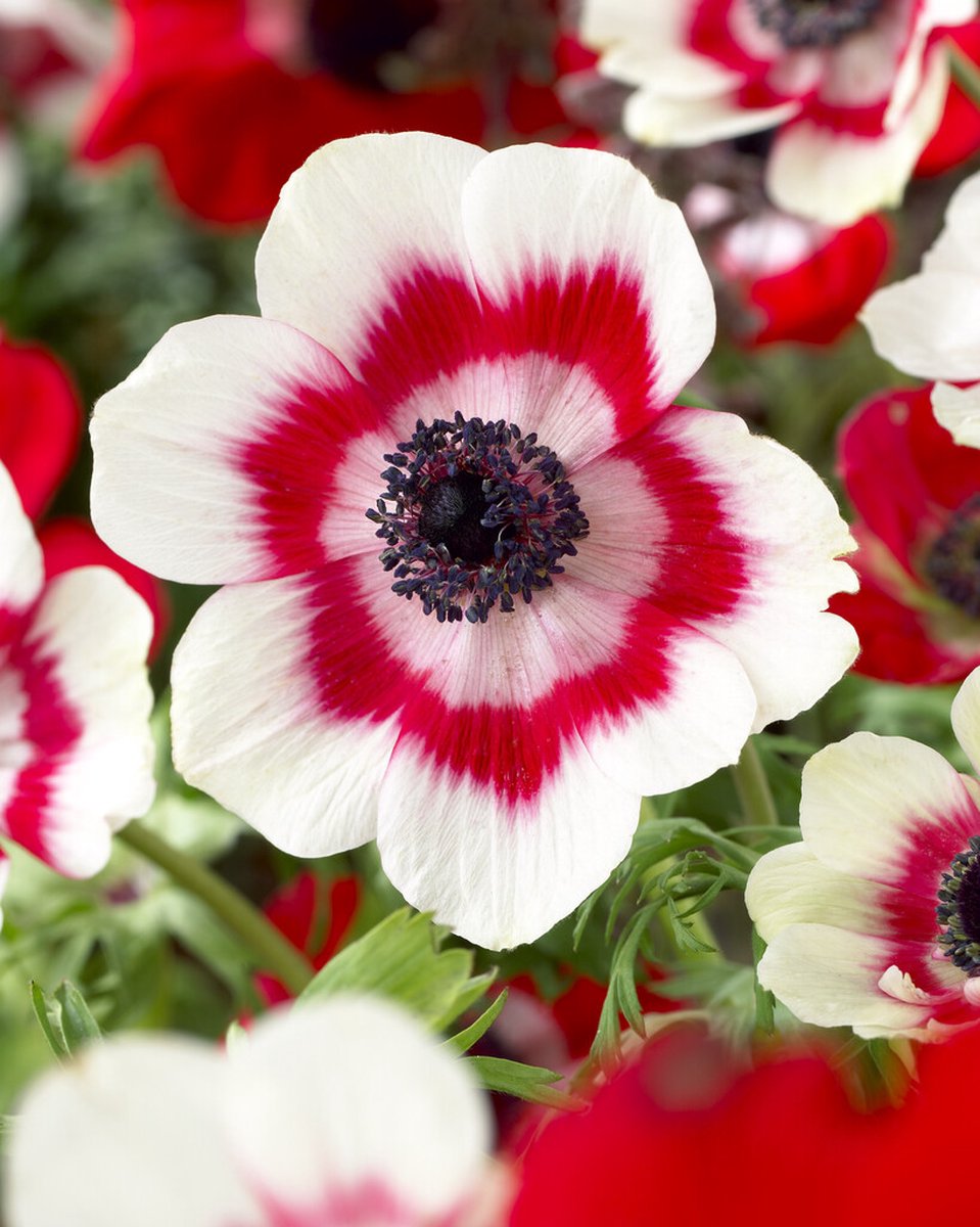 Anemone Duet | 15 stuks | Tuinanemoon