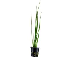 Aquaflora Vallisneria Nana | in 5 cm pot