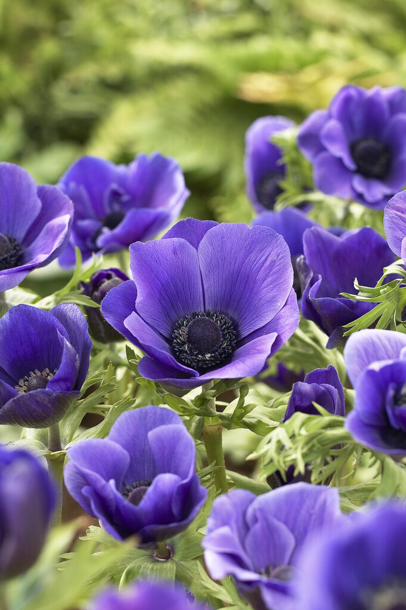 Anemone Mr. Fokker | 15 stuks | Tuinanemoon
