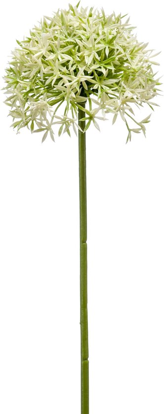Fleur artificielle Allium Green - Polyester Crème - 62x0x0cm (HxLxP) - Woonexpress