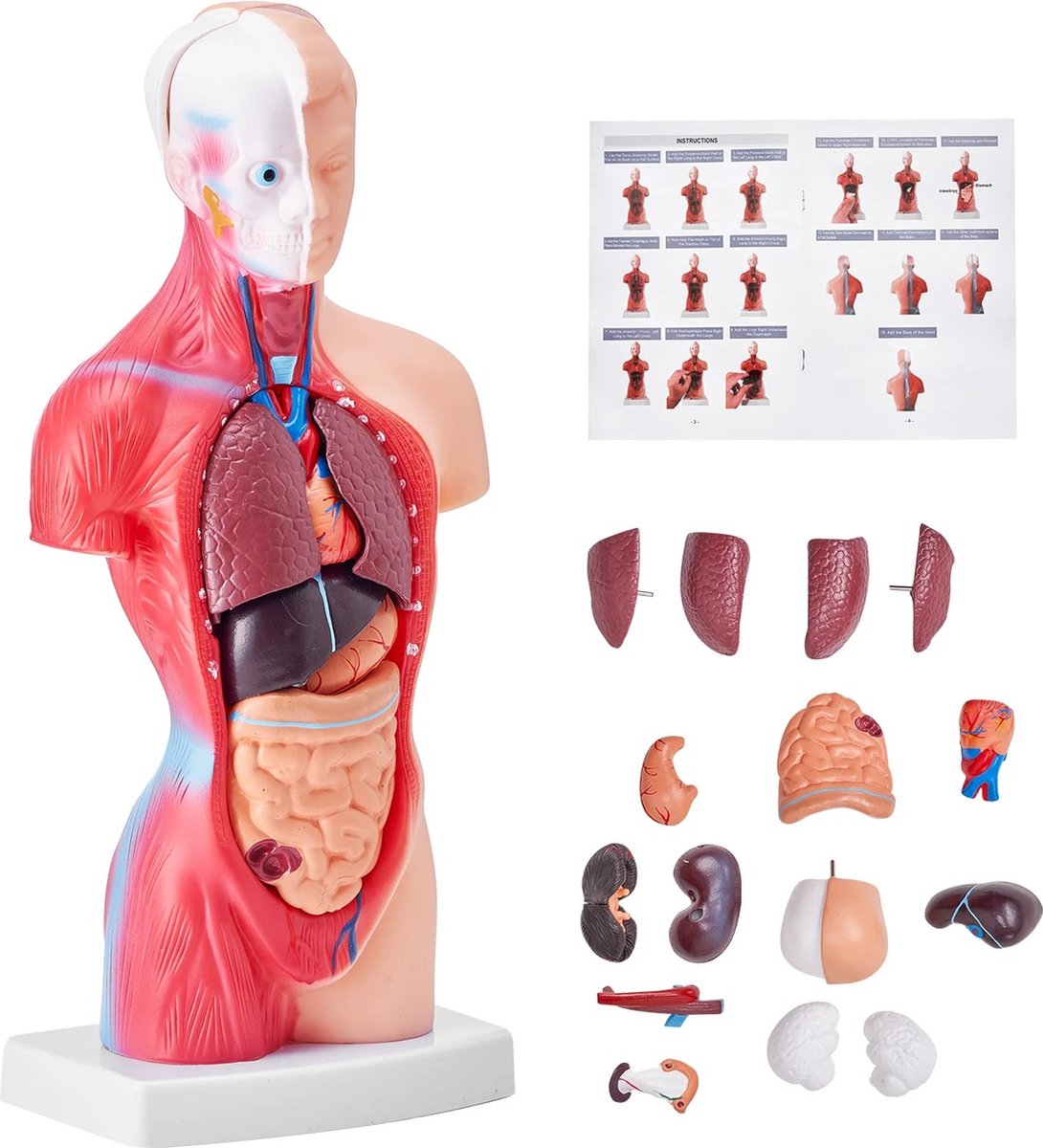 Multis Anatomisch Lichaam - Anatomisch Model - Torso - Anatomie - Het Menselijk Lichaam van Binnen - Hoge Kwaliteit - Torso Menselijk Lichaam - Anatomie Pop - 15 Onderdelen