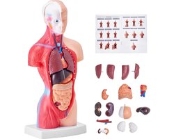 Multis Anatomisch Lichaam - Anatomisch Model - Torso - Anatomie - Het Menselijk Lichaam van Binnen - Hoge Kwaliteit - Torso Menselijk Lichaam - Anatomie Pop - 15 Onderdelen