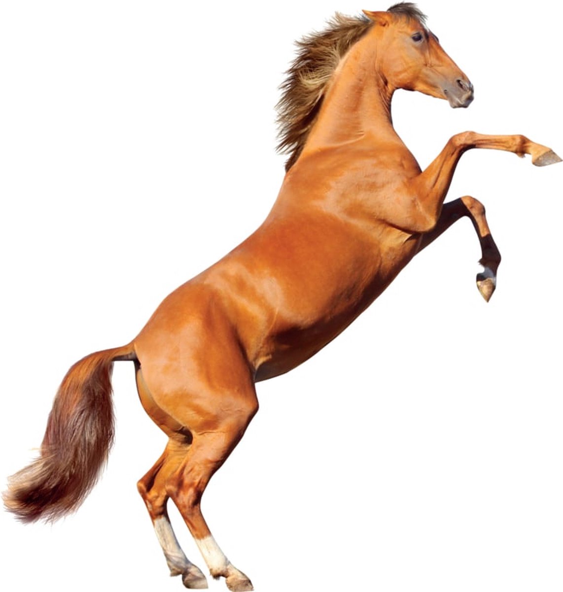 Muursticker Stijgerend Paard XL
