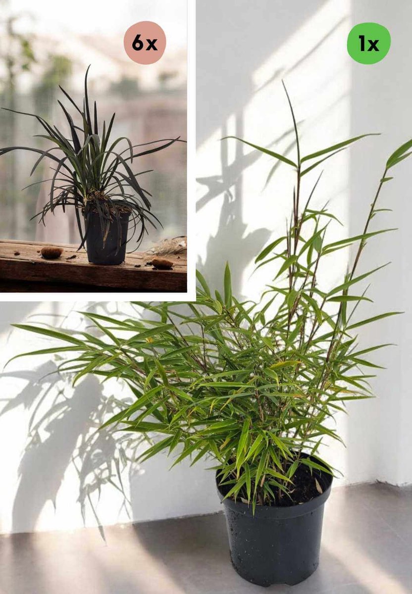 Plantenbox: Bamboe & Zwart Gras