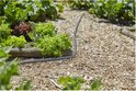 Zwarte tuinslang ligt op houtsnippers naast sla in een moestuin.