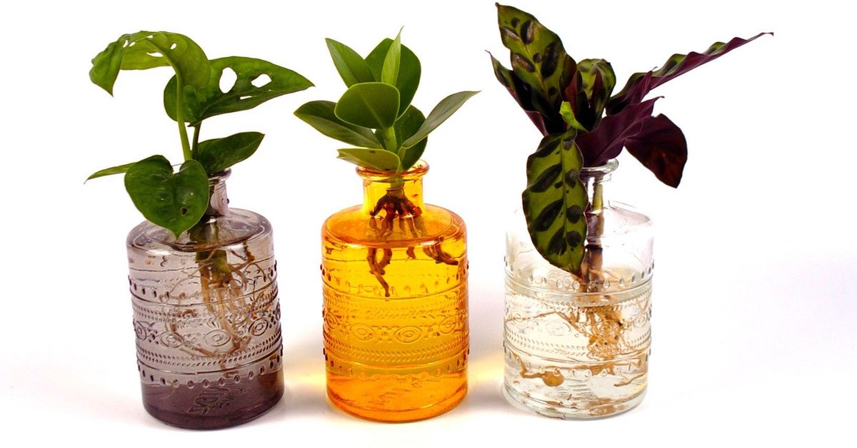Intenz | Salinas Cozy | Monstera - Clusia - Callathea