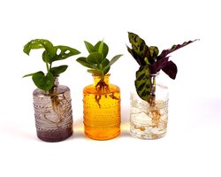 Intenz | Salinas Cozy | Monstera - Clusia - Callathea