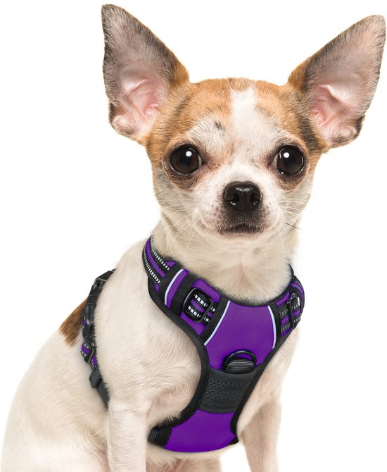 Chihuahua portant un harnais pour chien JAXY violet, assis et regardant vers l'avant.