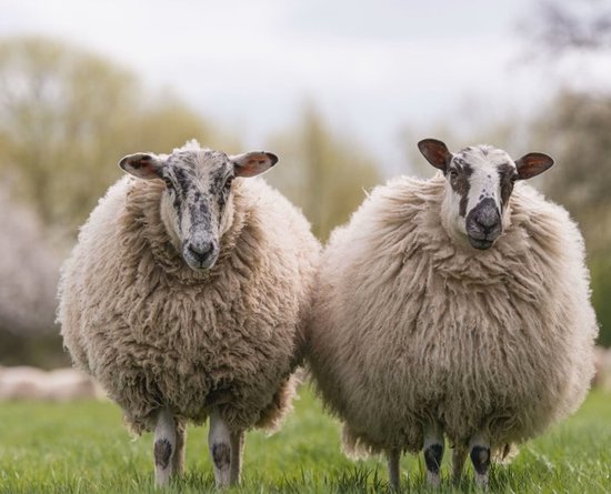 Écharpe rétro rouge hiver 100% laine, édition Limited XL-200 x 70CM